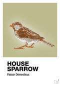 plakat: house sparrow - back to nature-Dyr-A1two3