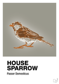 plakat: house sparrow - battleship gray-Dyr-A1two3