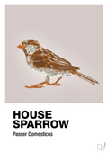 plakat: house sparrow - broken beige-Dyr-A1two3