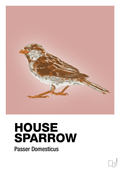 plakat: house sparrow - bubble shell-Dyr-A1two3