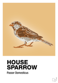 plakat: house sparrow - charismatic-Dyr-A1two3