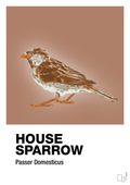 plakat: house sparrow - cider spice-Dyr-A1two3