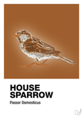 plakat: house sparrow - cognac-Dyr-A1two3