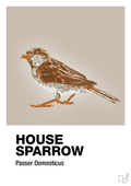 plakat: house sparrow - creamy mushroom-Dyr-A1two3