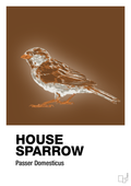 plakat: house sparrow - dark brown-Dyr-A1two3