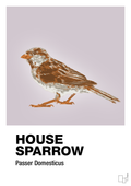 plakat: house sparrow - dusty lilac-Dyr-A1two3