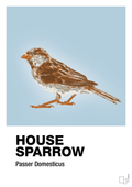 plakat: house sparrow - heavenly blue-Dyr-A1two3