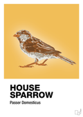 plakat: house sparrow - honeycomb-Dyr-A1two3