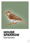 plakat: house sparrow - jade-Dyr-A1two3