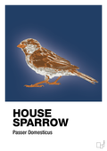 plakat: house sparrow - lapis blue-Dyr-A1two3