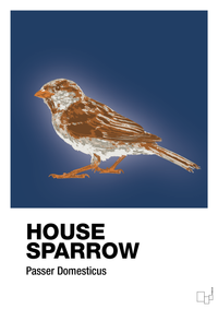 plakat: house sparrow