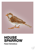plakat: house sparrow - light rose-Dyr-A1two3