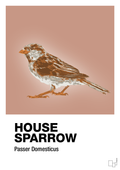 plakat: house sparrow - powder-Dyr-A1two3