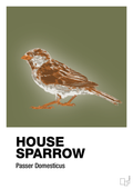 plakat: house sparrow - secret meadow-Dyr-A1two3
