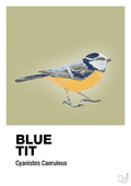 plakat: blue tit - back to nature-Dyr-A1two3