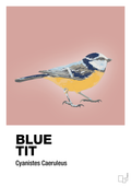 plakat: blue tit - bubble shell-Dyr-A1two3