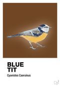 plakat: blue tit - dark brown-Dyr-A1two3