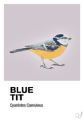 plakat: blue tit - dusty lilac-Dyr-A1two3