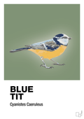 plakat: blue tit - jade-Dyr-A1two3