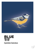 plakat: blue tit - lapis blue-Dyr-A1two3