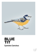 plakat: blue tit - light drizzle-Dyr-A1two3