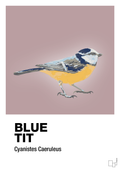 plakat: blue tit - light rose-Dyr-A1two3