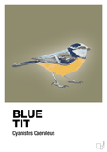 plakat: blue tit - misty forrest-Dyr-A1two3