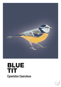 plakat: blue tit