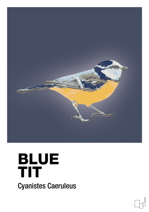 Blue tit - petrol-Dyr-A1two3