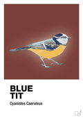 plakat: blue tit - red pepper-Dyr-A1two3