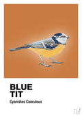 plakat: blue tit - rumba orange-Dyr-A1two3