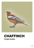 plakat: chaffinch - back to nature-Dyr-A1two3