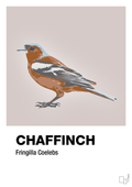 plakat: chaffinch - broken beige-Dyr-A1two3