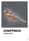 plakat: chaffinch - graphic charcoal-Dyr-A1two3