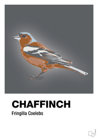 plakat: chaffinch