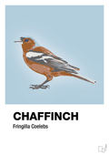 plakat: chaffinch - heavenly blue-Dyr-A1two3