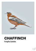 plakat: chaffinch - light drizzle-Dyr-A1two3