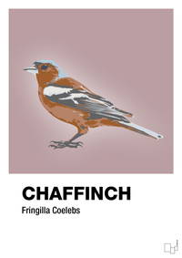 plakat: chaffinch