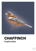 Chaffinch - petrol-Dyr-A1two3