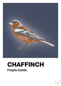 plakat: chaffinch